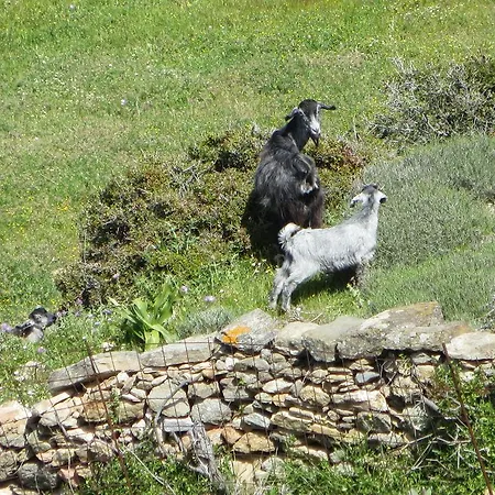 Valsamia